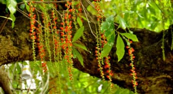 Chùm thơ hay về hoa lộc vừng nở rực khi hoàng hôn xuống