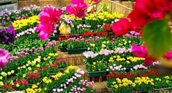 Đón xuân cùng các loại hoa Tết ngập tràn sắc hương