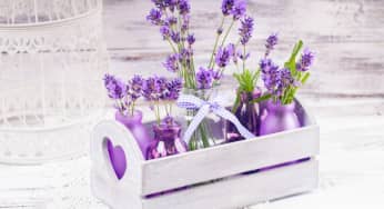 Ý nghĩa hoa oải hương Lavender mang mùi thơm nhẹ nhàng