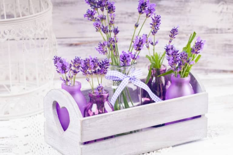 Ý nghĩa hoa oải hương Lavender