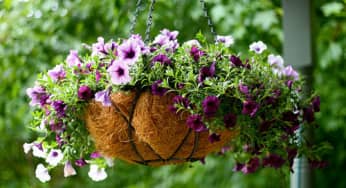 Hoa treo chậu đẹp dễ trồng phù hợp cho mọi không gian