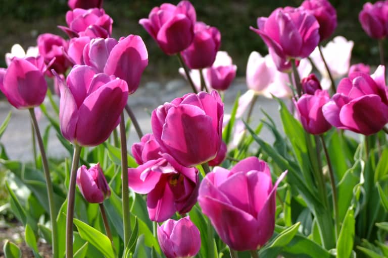 Ý nghĩa hoa Tulip tượng trưng cho tình yêu hoàn hảo