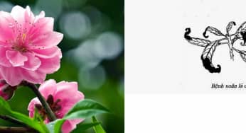 4 loại bệnh hại cây hoa đào