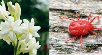 Diệt trừ sâu bệnh hại cây hoa Huệ hiệu quả