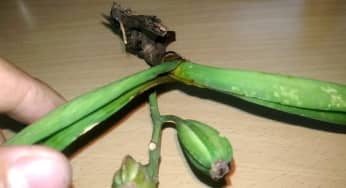5 loại bệnh trên cây hoa lan và cách phòng trừ