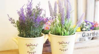 Kỹ thuật nhân giống hoa lavender từ hạt