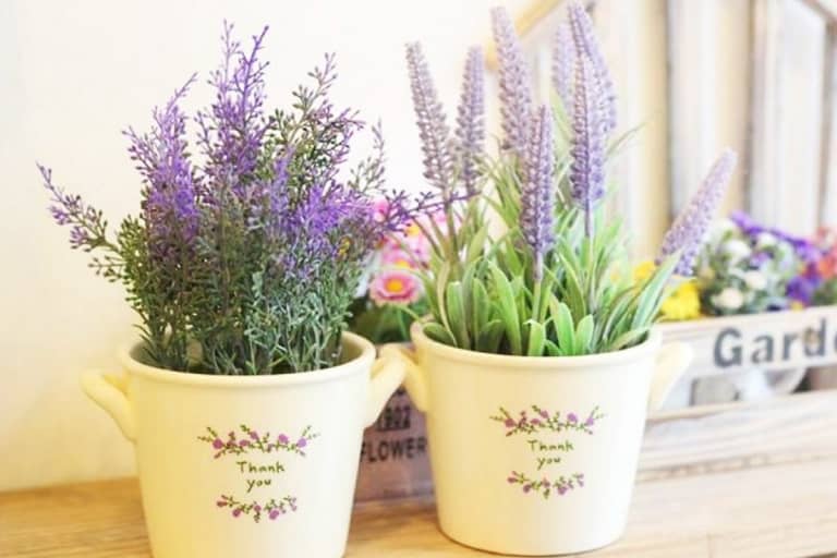 Kỹ thuật nhân giống hoa lavender từ hạt