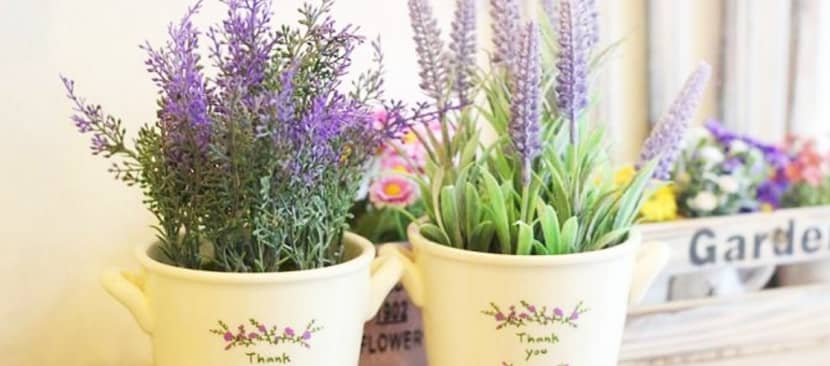 Kỹ thuật nhân giống hoa lavender từ hạt