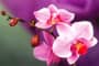 7 cách nhân giống Hoa phong lan