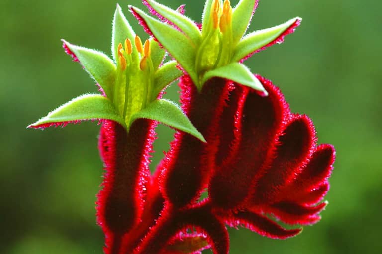 Ý nghĩa hoa bàn chân Kangaroo Paw