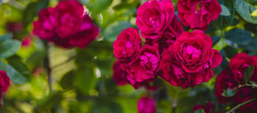 Khám phá vẻ đẹp của 7 loại hoa hồng leo quyến rũ