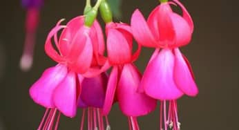 10+loại hoa leo tuyệt đẹp ai nhìn cũng phải mê