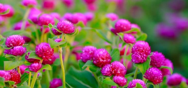 Hoa cúc Bách Nhật