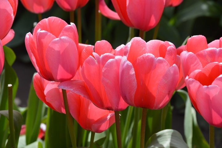 Hoa Tulip - Trồng Hoa