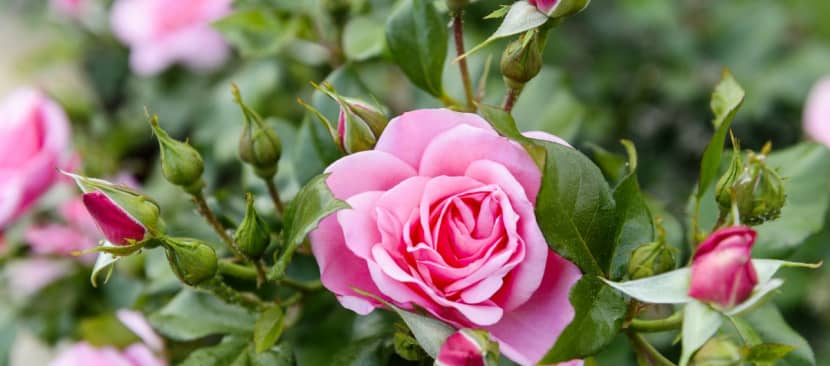 Bí kíp cắt tỉa và chăm sóc hoa hồng nở hoa đón tết về