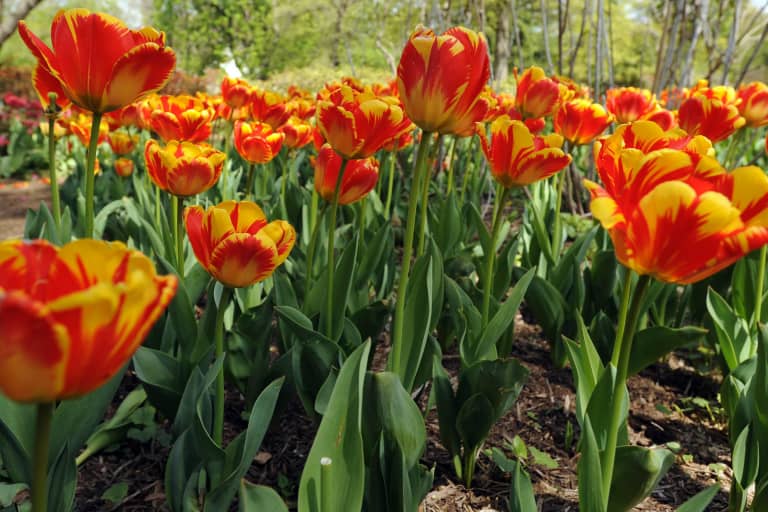 Mẹo hay chăm sóc hoa tulip nở đúng tết