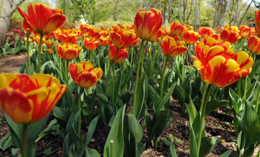 Mẹo hay chăm sóc hoa tulip nở đúng tết