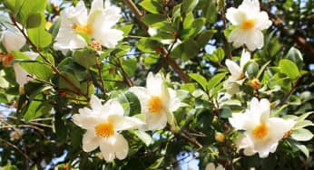 Hoa sở – Camellia oleifera