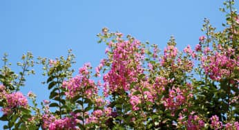 Hoa tường vi – Lagerstroemia indica Linn