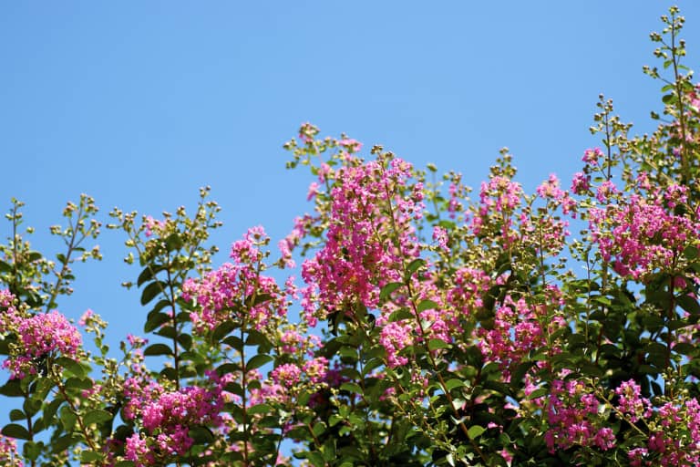 Hoa tường vi - Lagerstroemia indica Linn