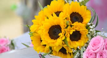 Ý nghĩa hoa hướng dương vươn tới ánh sáng và điều tốt đẹp