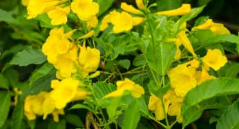 Hoa chuông vàng – Tabebuia aurea
