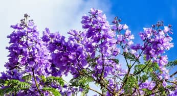 Ý nghĩa hoa phượng tím bức tranh thiên nhiên thơ mộng