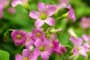 Khám phá đặc điểm Hoa chua me đất - Oxalis corymbosa