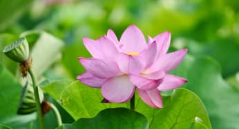 Sự tích hoa sen sinh ra từ câu chuyện cảm động hai chị em