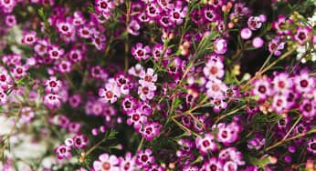 Hoa thanh liễu – Chamelaucium ( Waxflower)