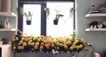 Tiết lộ 1 công thức Cắm hoa trong Bồn kính ai nhìn cũng mê