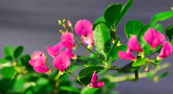 Học cách ghép cành nhân giống hoa linh sam tạo đáng đẹp