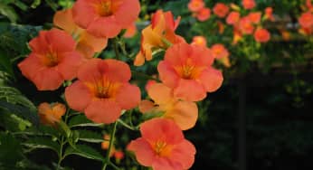 Hoa đăng tiêu – Campsis grandiflora