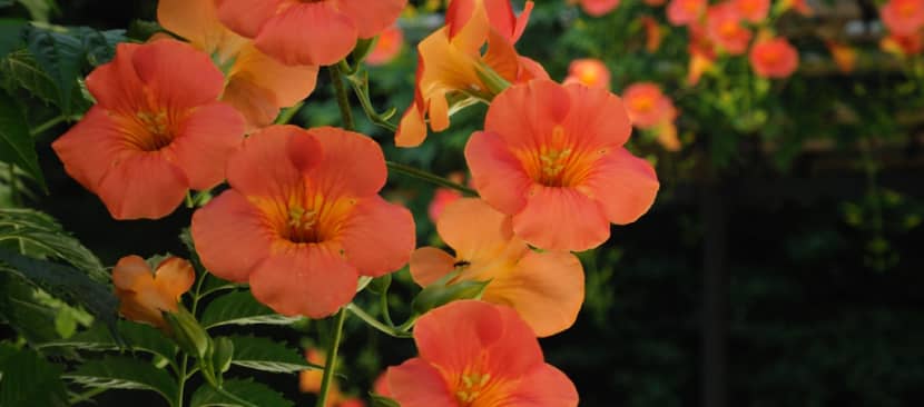 Tìm hiểu về hoa đăng tiêu - Campsis grandiflora