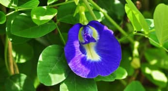 Hoa đậu biếc – Clitoria ternatean