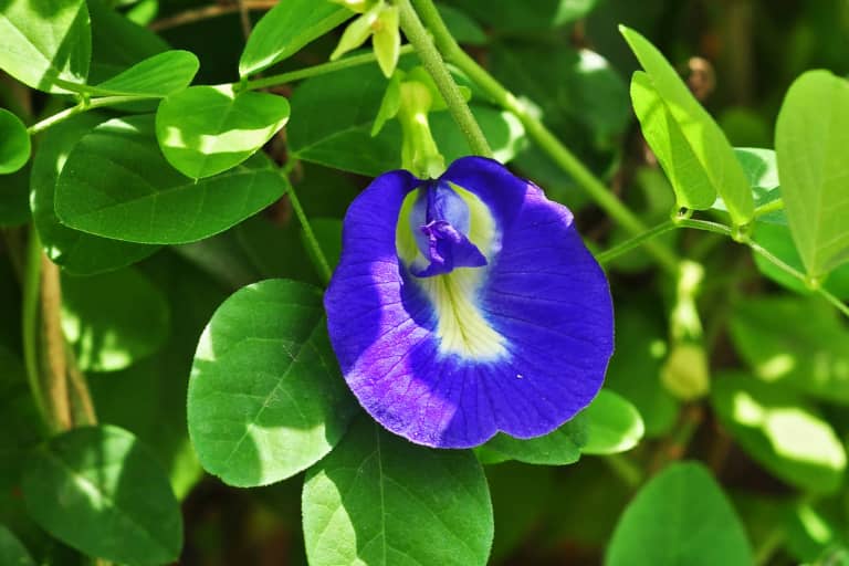 Tìm hiểu đặc điểm hoa đậu biếc Clitoria ternatea