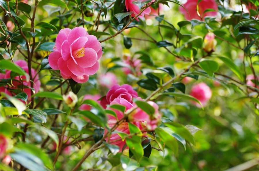 Hướng dẫn chi tiết cách nhân giống hoa trà my làm đẹp sân vườn