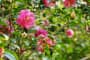 Hướng dẫn chi tiết cách nhân giống hoa trà my làm đẹp sân vườn