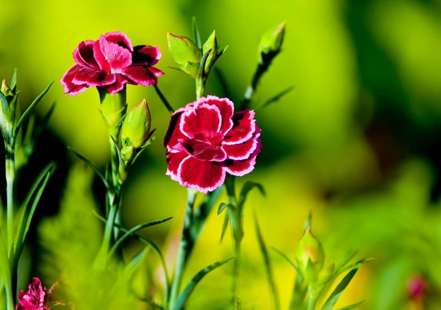 Hướng dẫn cách gieo trồng hoa cẩm chướng bằng hạt