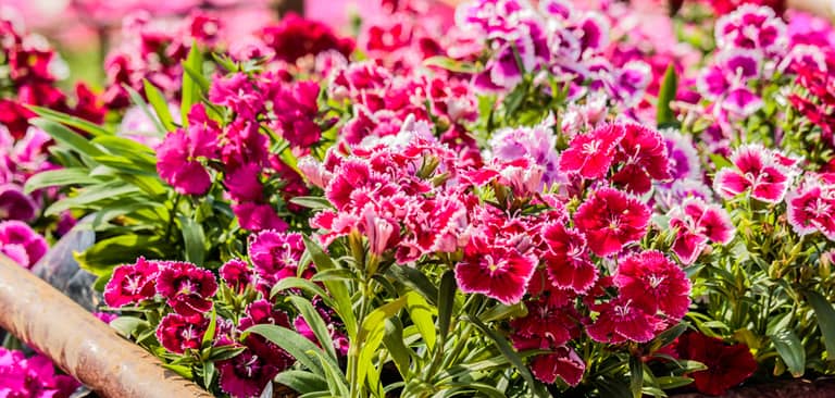 Bẻ ngọn hoa cẩm chướng giúp cho các mầm hai bên phát triển và cho ra cành đồng đều.