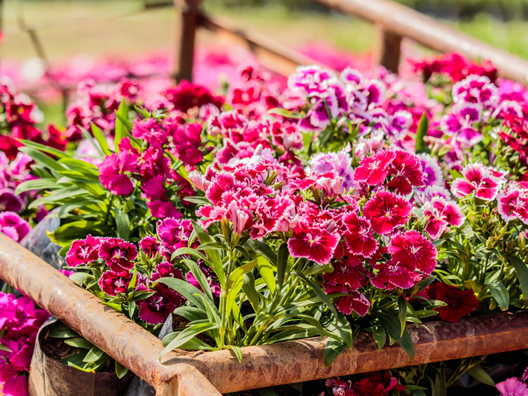 Bẻ ngọn hoa cẩm chướng giúp cho các mầm hai bên phát triển và cho ra cành đồng đều.
