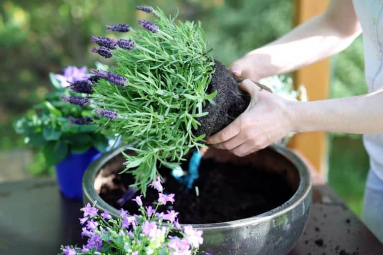 Hướng dẫn chi tiết các bước giâm cành hoa oải hương Lavender