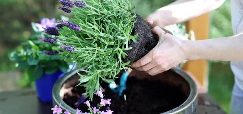 Hướng dẫn chi tiết các bước giâm cành hoa oải hương Lavender