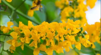 Hoa giáng hương – Pterocarpus macrocarpus