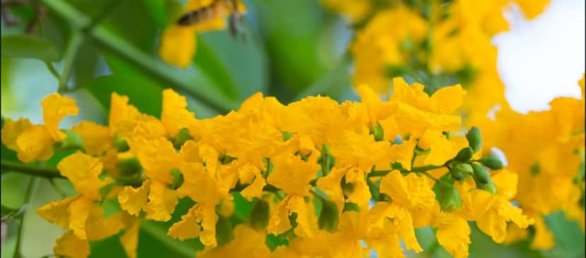 Cẩm nang về cây hoa giáng hương rực vàng giữa phố