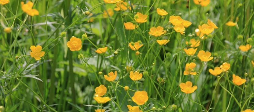 Khám phá vẻ đẹp rực rỡ của Hoa mao lương vàng Buttercup nổi bật