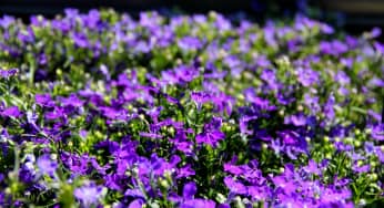 Hoa Thúy Điệp – Lobelia erius