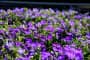 Tìm hiểu nguồn gốc và đặc điểm hoa thúy điệp Lobelia erius