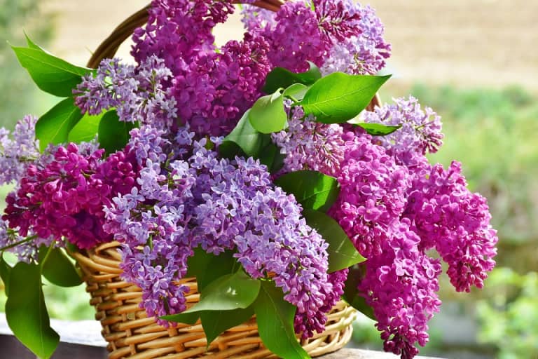 Tìm hiểu nguồn gốc đặc điểm hoa tử đinh hương tên tiếng anh Lilac