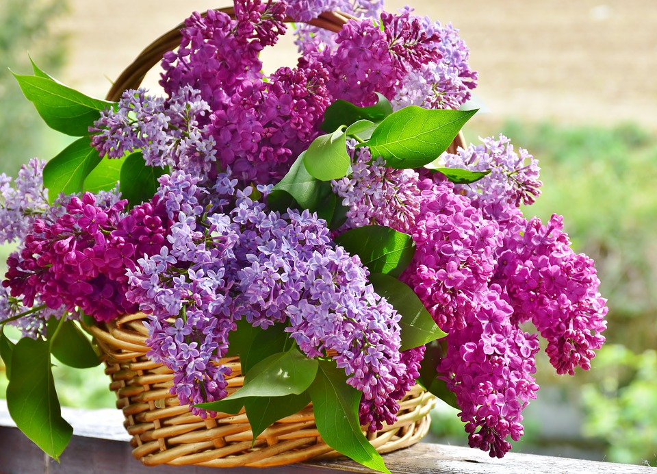 Tìm hiểu nguồn gốc đặc điểm hoa tử đinh hương tên tiếng anh Lilac